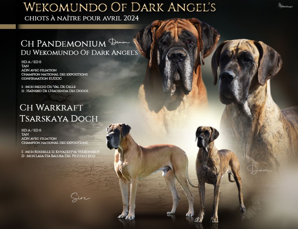 chiot Dogue allemand Du Wekomundo Of Dark Angel's