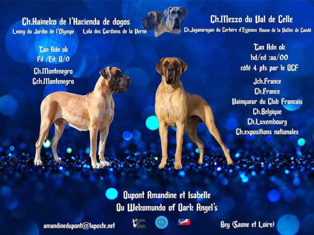 chiot Dogue allemand Du Wekomundo Of Dark Angel's