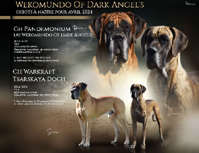 Du Wekomundo Of Dark Angel's - Dogue allemand - Portée née le 24/04/2024