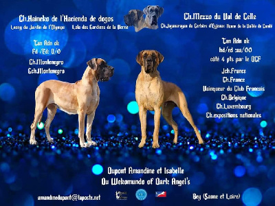 Du Wekomundo Of Dark Angel's - Dogue allemand - Portée née le 03/12/2020