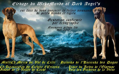 Du Wekomundo Of Dark Angel's - Dogue allemand - Portée née le 18/05/2019