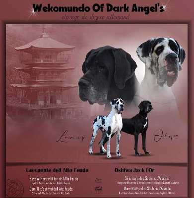 Du Wekomundo Of Dark Angel's - Dogue allemand - Portée née le 31/10/2021