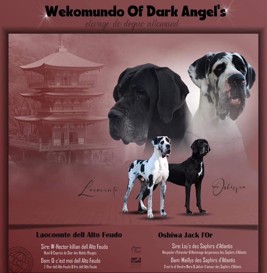 chiot Dogue allemand Du Wekomundo Of Dark Angel's