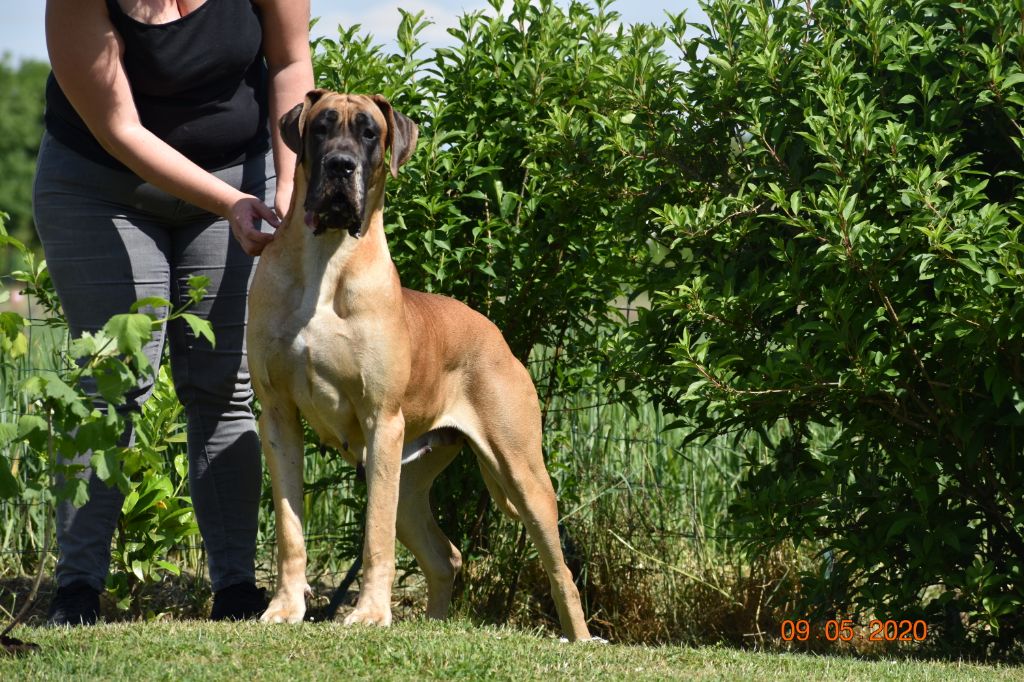 CH. Nina dite haiñeko de l'Hacienda Des Dogos
