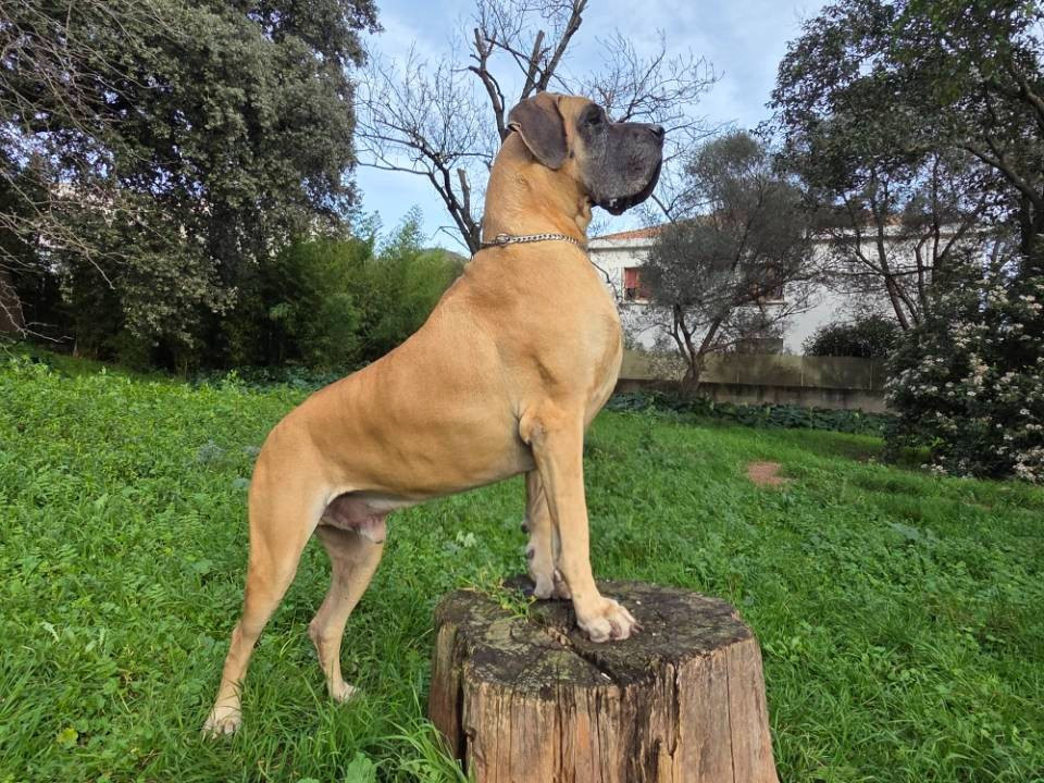 Shadowhunter Du Wekomundo Of Dark Angel's