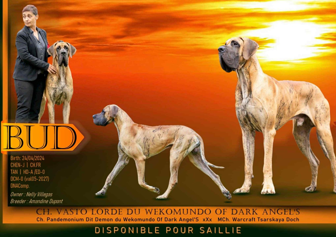 CH. Vasto lorde dit bud Du Wekomundo Of Dark Angel's
