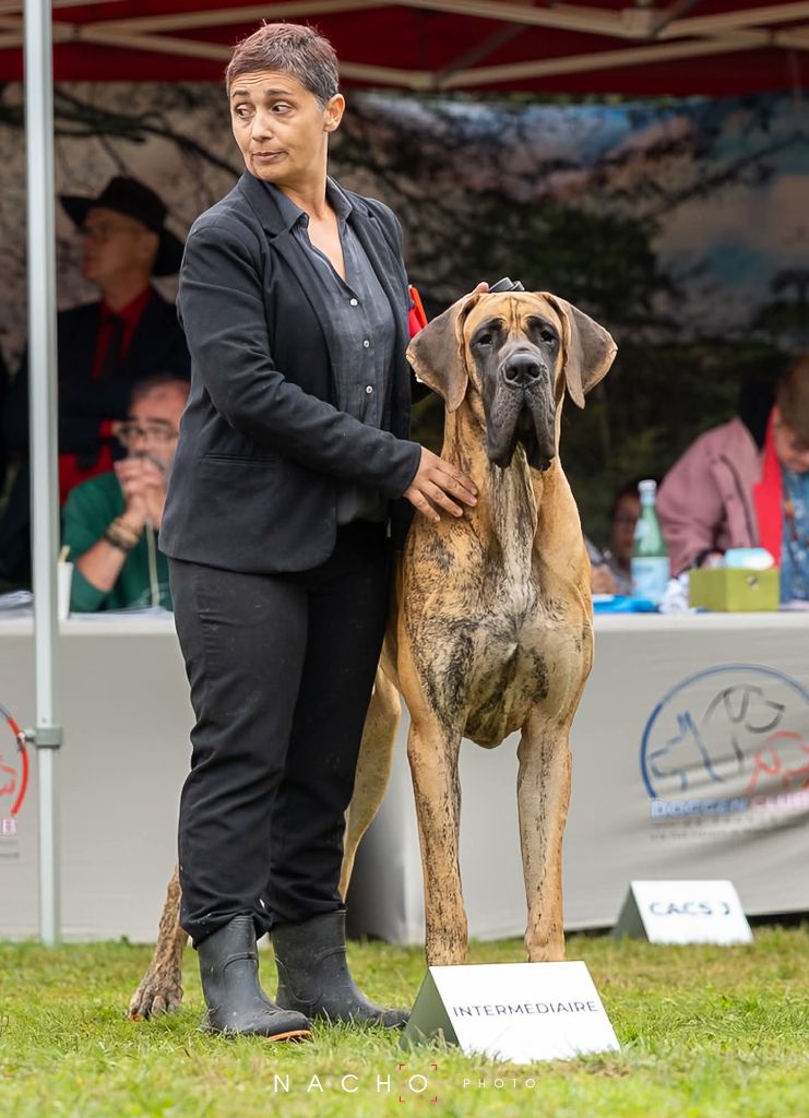 Vasto lorde dit bud Du Wekomundo Of Dark Angel's