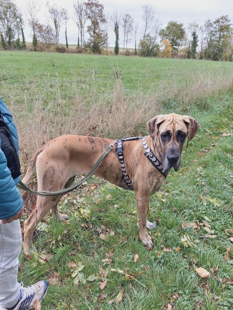 Vaislockia dite shanna Du Wekomundo Of Dark Angel's