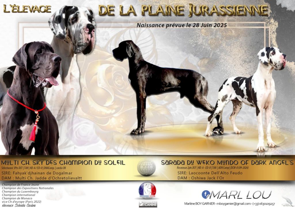 Du Wekomundo Of Dark Angel's - Notre belle Sarada va devenir maman ! 