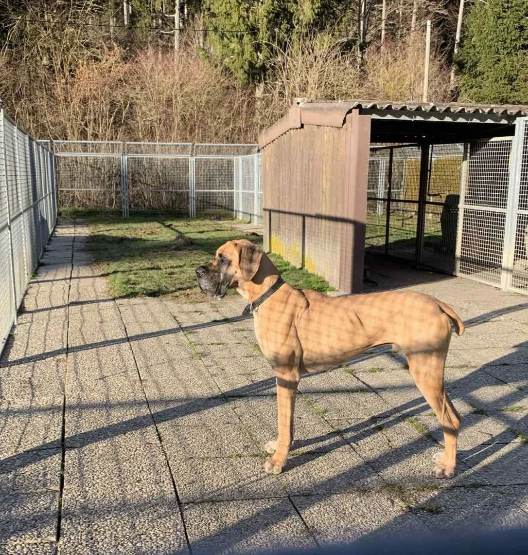 Du Wekomundo Of Dark Angel's - Chiots disponibles - Dogue allemand